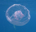   Although very common there distinct beauty Moon Jellyfish Aurelia aurita worthy observation. observation  